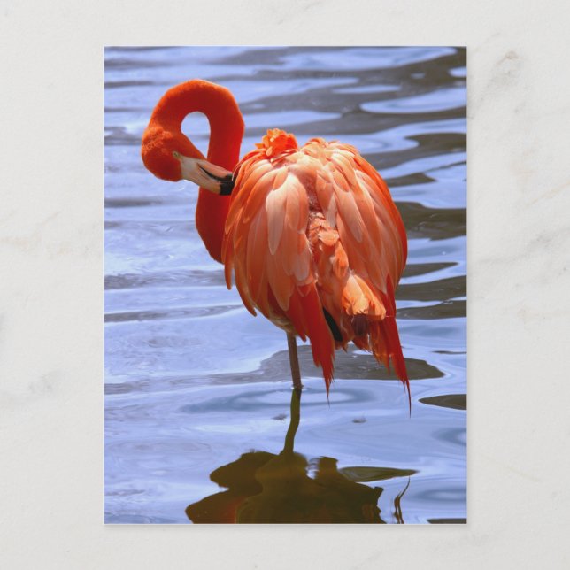 Carte Postale Flamant sur une jambe dans l'eau (Devant)