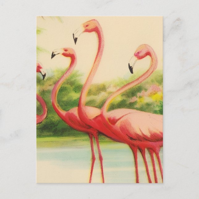 Carte Postale Flamants Rétro (Devant)