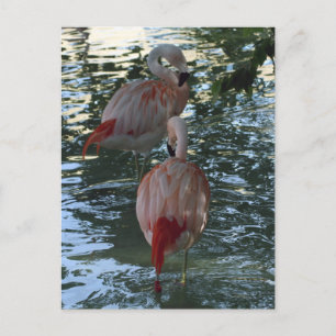 Carte Postale Flamants roses