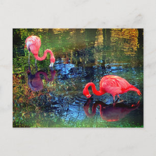 Carte Postale Flamants roses