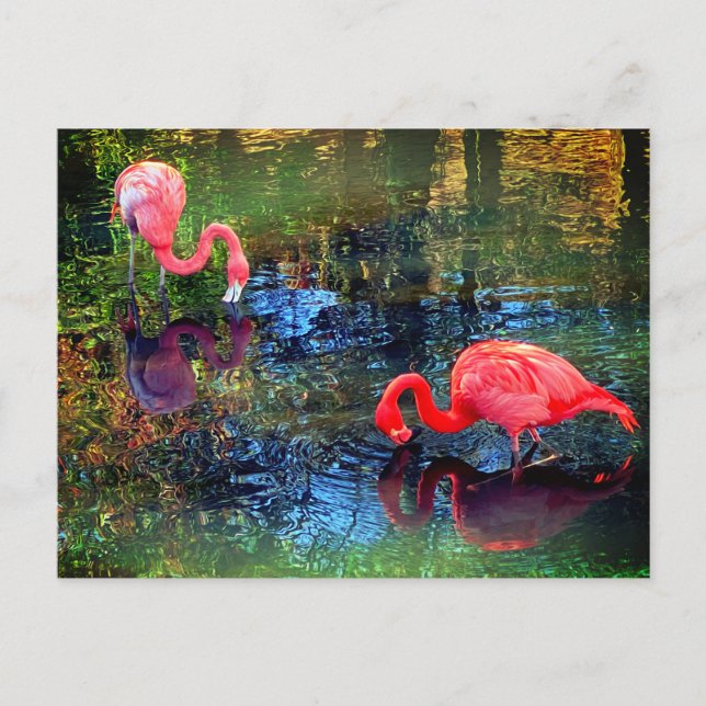 Carte Postale Flamants roses  (Devant)