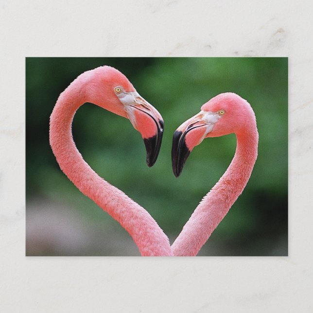carte postale Flamants roses (Devant)