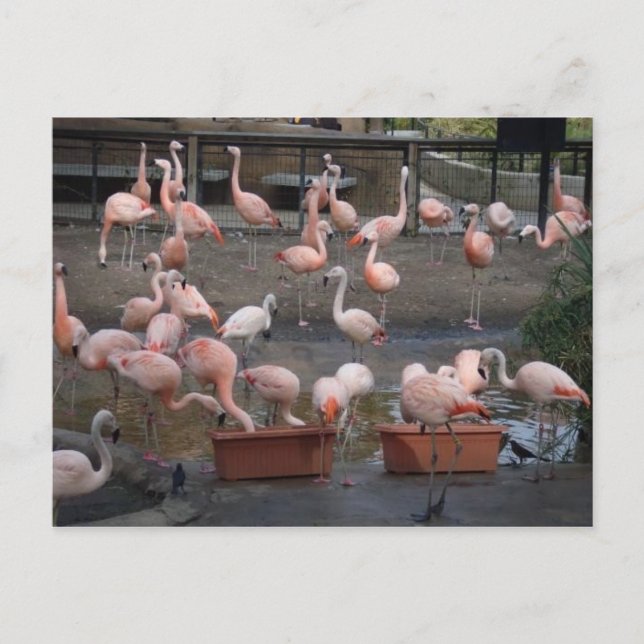 Carte Postale Flamants roses (Devant)