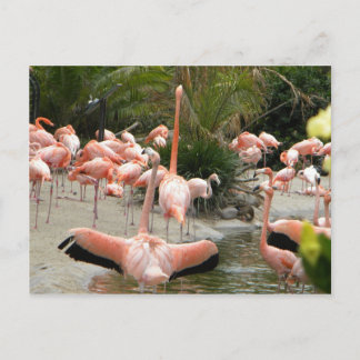 Carte Postale Flamants roses