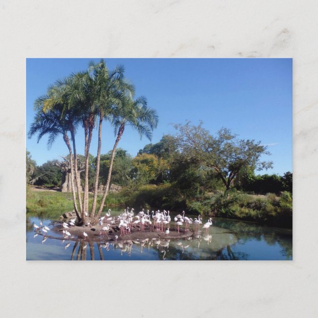 Carte Postale Flamants roses (Devant)