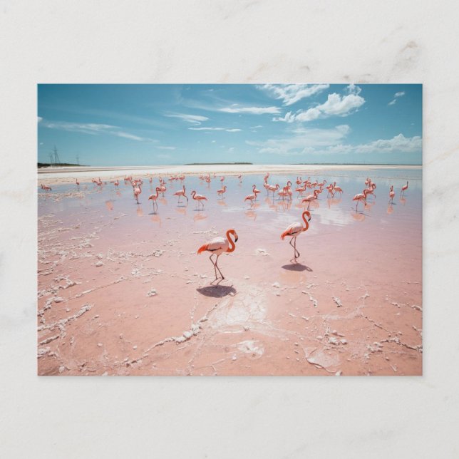 Carte Postale Flamants roses  (Devant)