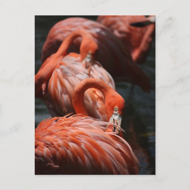 Carte Postale Flamants roses (Devant)