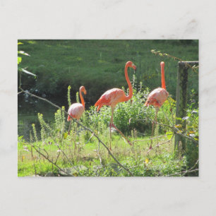 Carte Postale Flamants roses