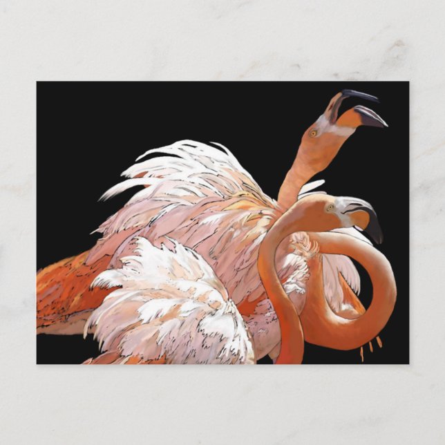 Carte Postale Flamants roses (Devant)