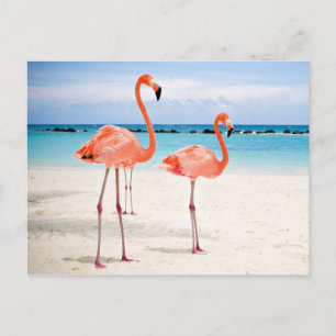 Carte Postale Flamants roses à la plage