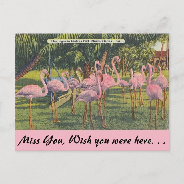 Carte Postale Flamants roses à Miami, Floride (Devant)