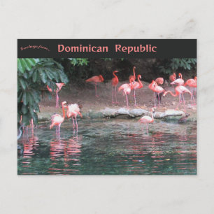 Carte Postale Flamants roses à Saint-Domingue République dominic