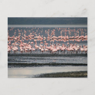 Carte Postale Flamants roses au lac Nakuru au Kenya