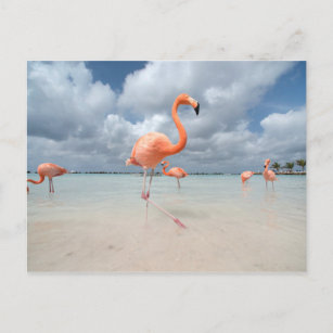 Carte Postale Flamants roses Beach Aruba