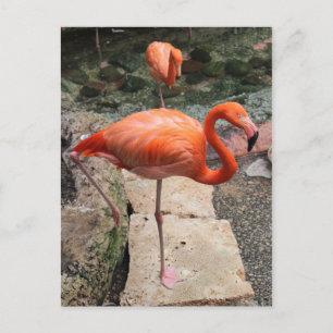 Carte Postale Flamants roses caribéens n° 4
