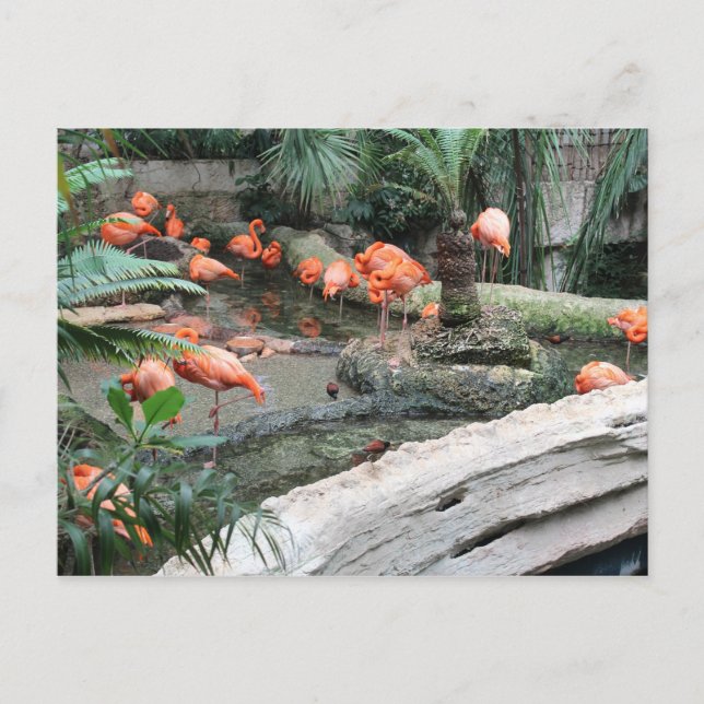 Carte Postale Flamants roses des Caraïbes n° 12 (Devant)