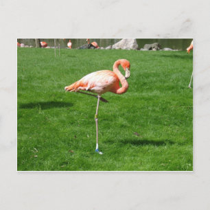 Carte Postale Flamants roses roses