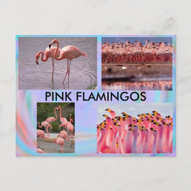 Carte postale Flamants roses roses (Devant)