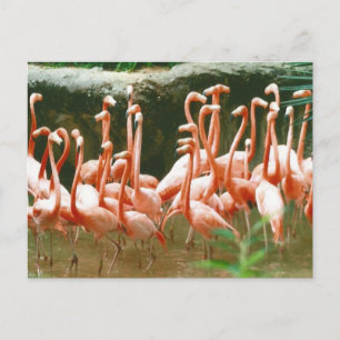 Carte postale Flamants roses roses