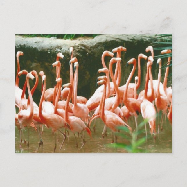 Carte postale Flamants roses roses (Devant)