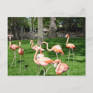 Carte Postale Flamants roses roses