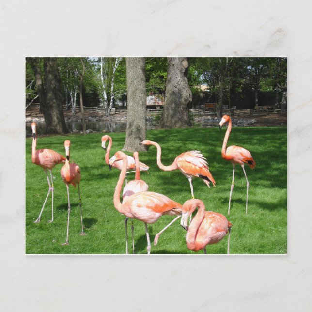 Carte Postale Flamants roses roses (Devant)
