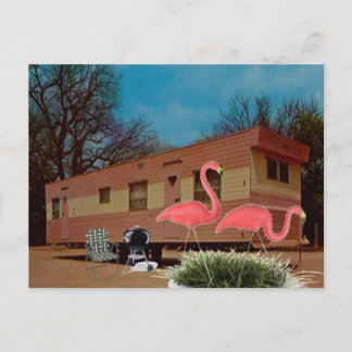 Carte Postale Flamants roses roses