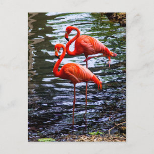 Carte Postale Flamants roses roses dans l'eau