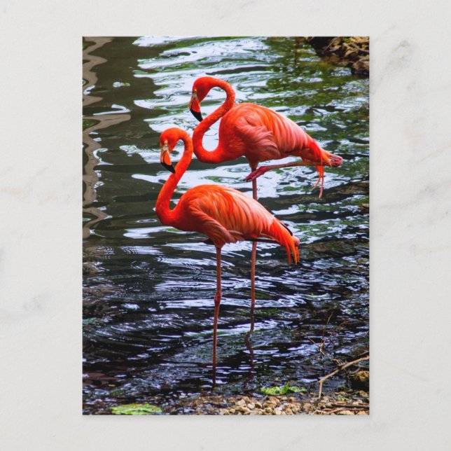 Carte Postale Flamants roses roses dans l'eau (Devant)