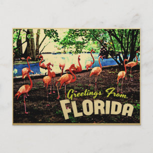 Carte Postale Flamants roses roses de Floride