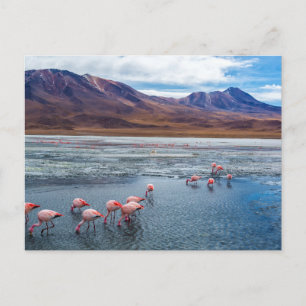Carte Postale Flamants roses roses en Bolivie