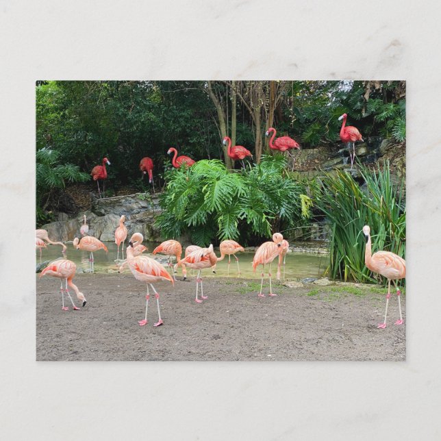 Carte Postale Flamants roses rouges et Flamants roses roses (Devant)