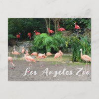 Flamants roses rouges et Flamants roses roses au z