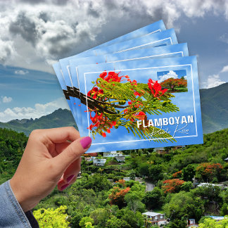 Carte Postale Flamboyán Tree de Porto Rico