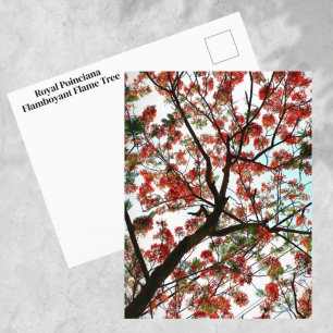 Carte Postale Flamboyant Royal Poinciana Flamboyant