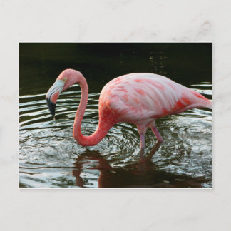 Carte Postale Flamingo 2