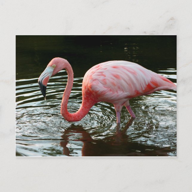 Carte Postale Flamingo 2 (Devant)