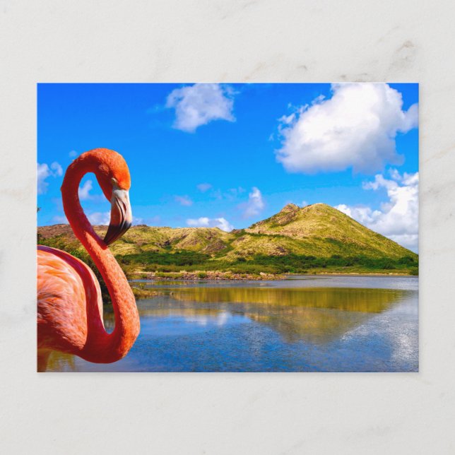 Carte Postale Flamingo des Caraïbes en Saint-Kitts (Devant)