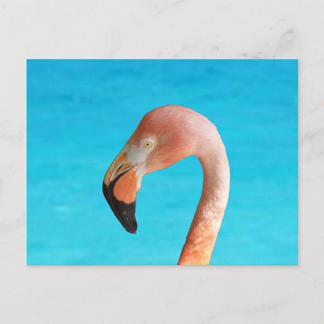 Carte Postale Flamingo rose face à l'eau bleue sur (Devant)