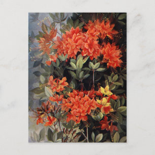 Carte Postale Flamme vintage Azalea Fleurs Rouges Jardin Floral