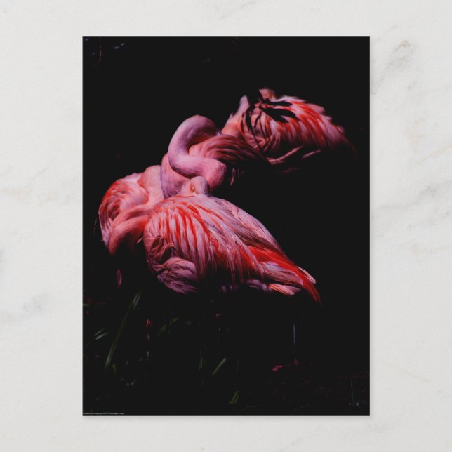 Carte Postale Flammes dans l'obscurité (Devant)