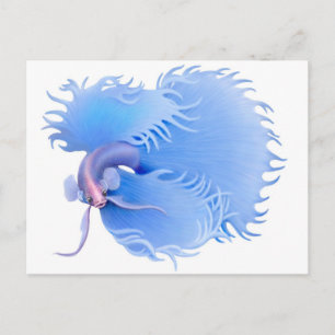 Carte postale Flaring Betta Splendens