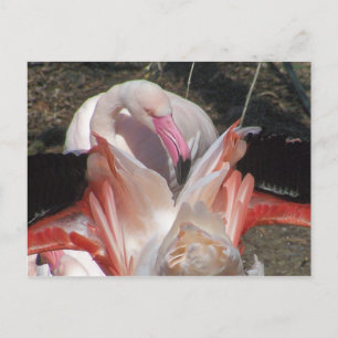 Carte Postale Flash Me !