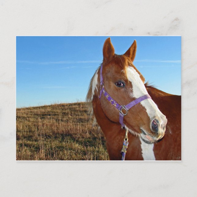 Carte Postale Flashy en Nebraka (Devant)