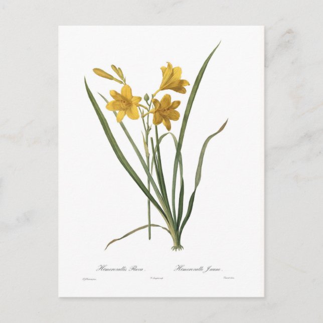 Carte Postale Flave d'Hemerocallis (Devant)