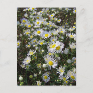 Carte postale Fleabane Daisy