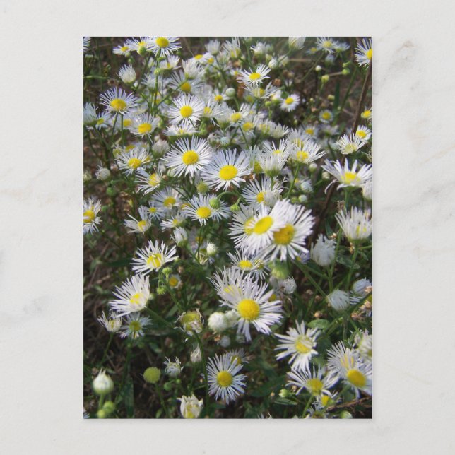 Carte postale Fleabane Daisy (Devant)