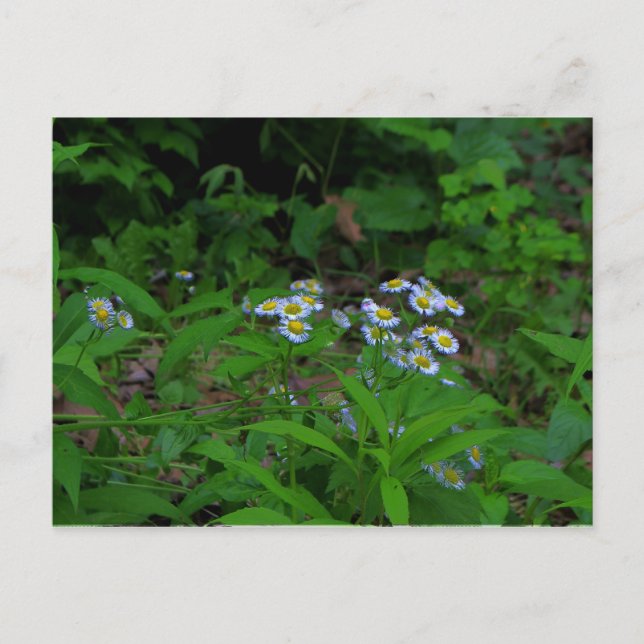 Carte postale Fleabane Flower (Devant)