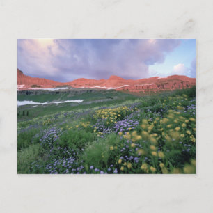 Carte Postale Fleabane pourpre (erigeron peregrinus) et Jaune