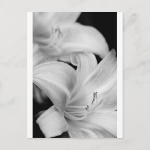 Carte Postale Fleur